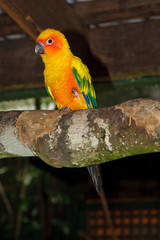 A beautiful Sun Conure sitting on a branch