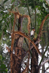 Chestnut breasted mannikins gathering nesting material