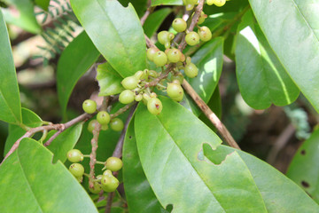 ebony fruits