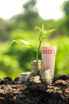  Money growth concept plant growing out of coins