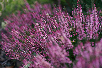 Растения в ботаническом саду на Проспекте Мира