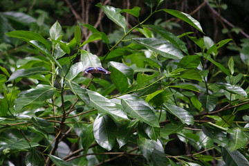 Blue-banded Eggfly on leaf
