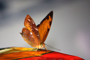 Beautiful Australian leafwing butterfly