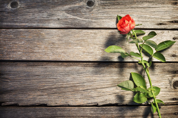 Fototapeta na wymiar rose on wooden board