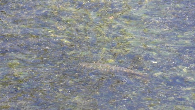 虫を捕獲中の岩魚