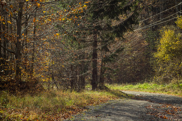 Road in the forest