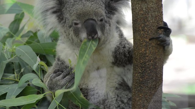 Koala sit on a branch