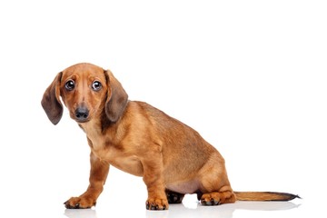 Dachshund isolated on white