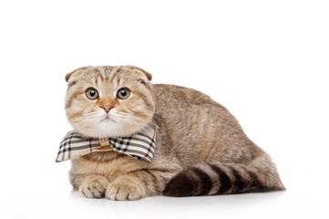 Scottish fold cat with bowtie