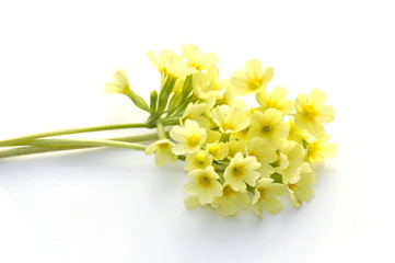 Common cowslip flowers on white background