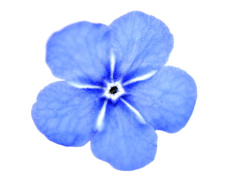 Blue-eyed Mary flower on white background