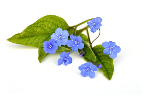 Blue-eyed Mary flowers on white background