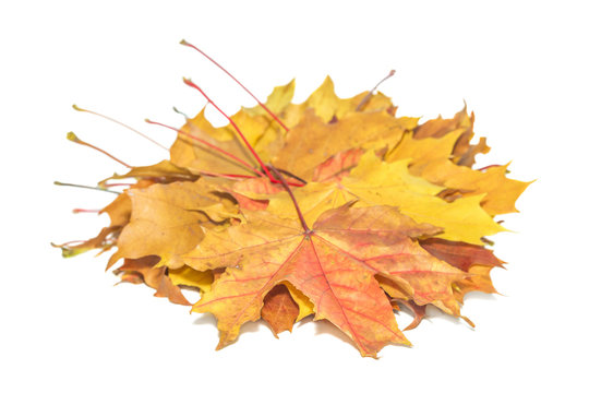 Orange and yellow autumn maple leafs isolated on white background