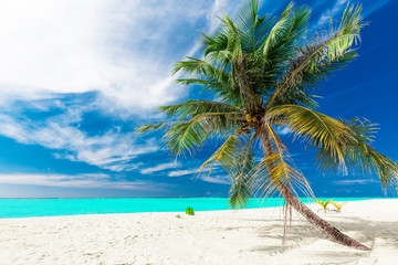 Obraz na płótnie Canvas Single vibrant coconut palm tree on a white tropical beach, Mald