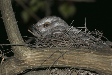 Fototapeta premium Tawny Frogmouth