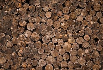 decorative cross section view  cutting wood