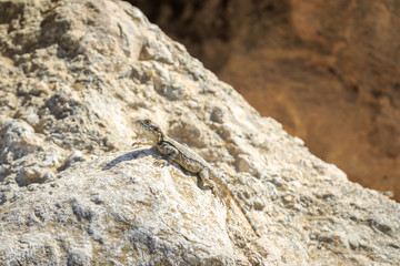 Young stellio lizard on stone