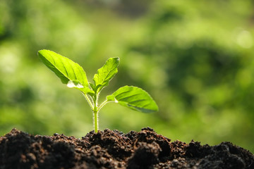 Green sprout growing from seed in organic soil