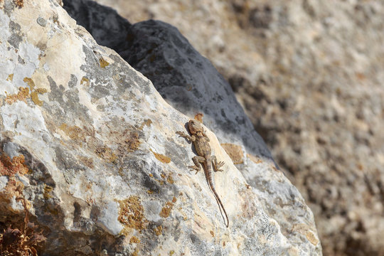 Small stellio lizard on stone