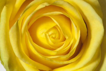Fototapeta na wymiar background of yellow roses close-up