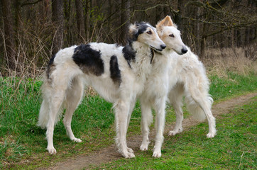 Two russian wolfhounds