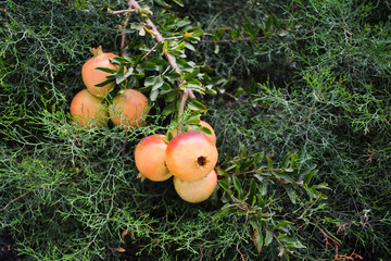 Red and yellow ripe pomegranate on tree branch. The foliage