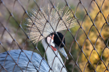 Fototapeta premium Balearica Pavonina