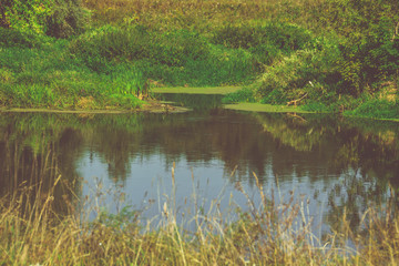 Green Forest and River Retro