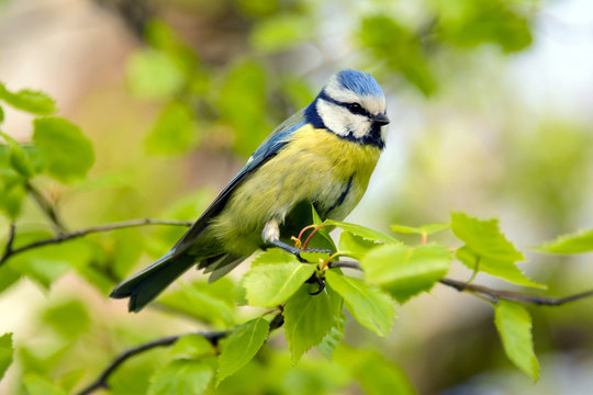 Blue tit bird, Cyanistes caeruleus, blue tit common bird in summer, a lovely blue tit with a yellow chest and a blue tuft, wildlife, common in Europe, Western Asia and Northwest Africa.
