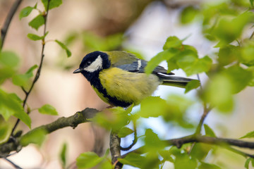 Tit bird on a branch, tit close up. Great tit, or bolshak, Parus major, Lives throughout Europe, Middle East, Central and North Asia, in some parts of North Africa, wildlife, animal planet, songbird.