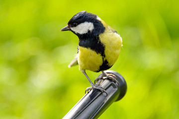 Tit bird large, tit closeup, freeway, Parus major, Lives throughout Europe, the Middle East, Central and North Asia, in some parts of North Africa, wildlife, animal planet, songbird.