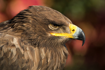Steppenadler