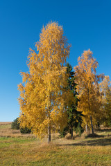 Naklejka premium Jesień w brzozach.