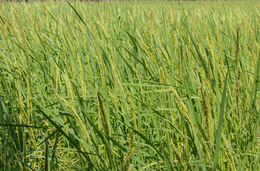 rice