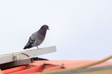 Grey pigeons standing on one leg