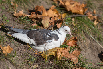 white dove rests