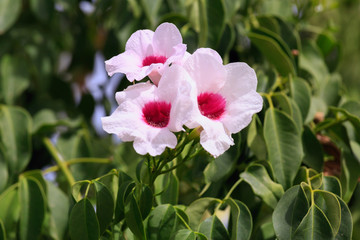 Fototapeta premium Three white flowers with pink center