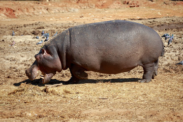 Hippopotamus with opened mouth