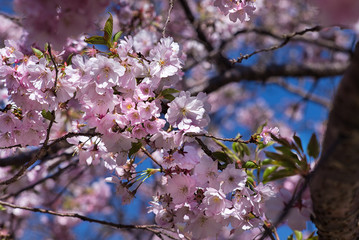 Blühender Zierkirschenbaum