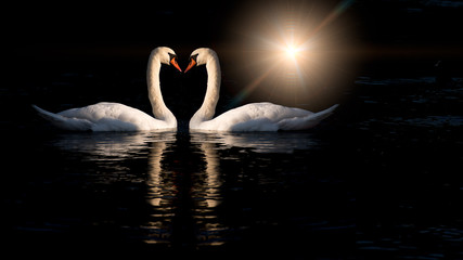 Two swans kissing © michelangeloop