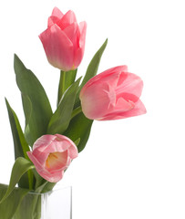 three pink tulips isolated on white
