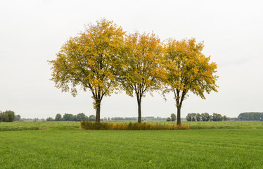 Row of three trees with yellow leaves