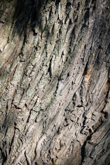 Tree Bark Macro