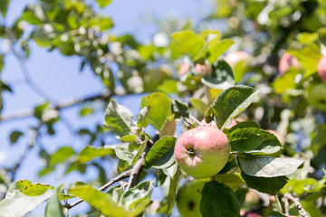 Ripe apples on the tree