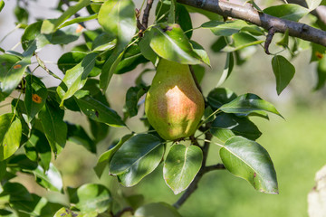 Ripe pears on the tree