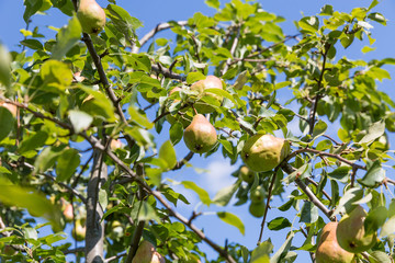 Ripe pears on the tree