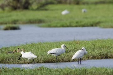 Eurasian spoonbill in Bundala National Park, Sri Lanka