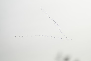Zugvögel © vartzbed