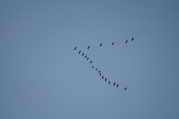 Zugvögel