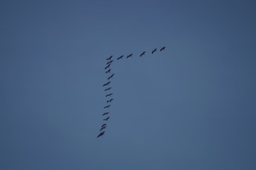 Zugvögel © vartzbed